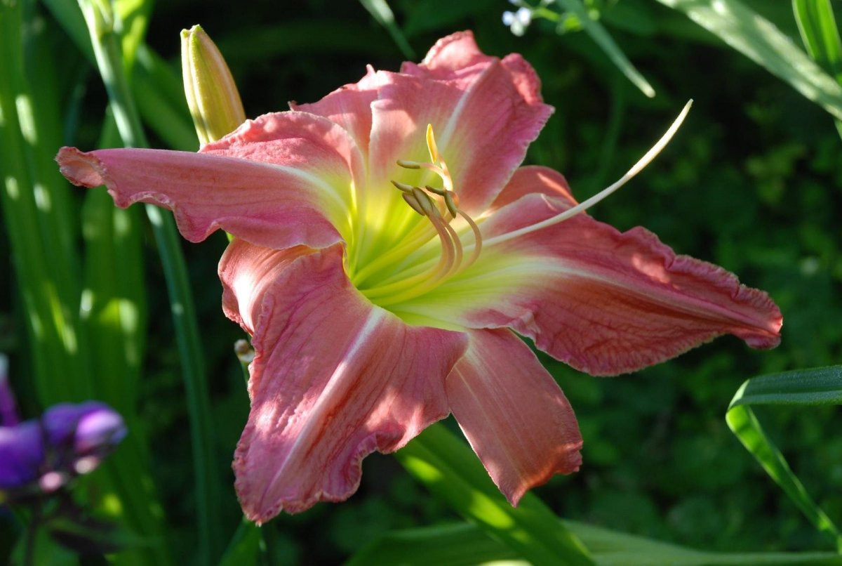 Лилейник Пинк супер Спайдер