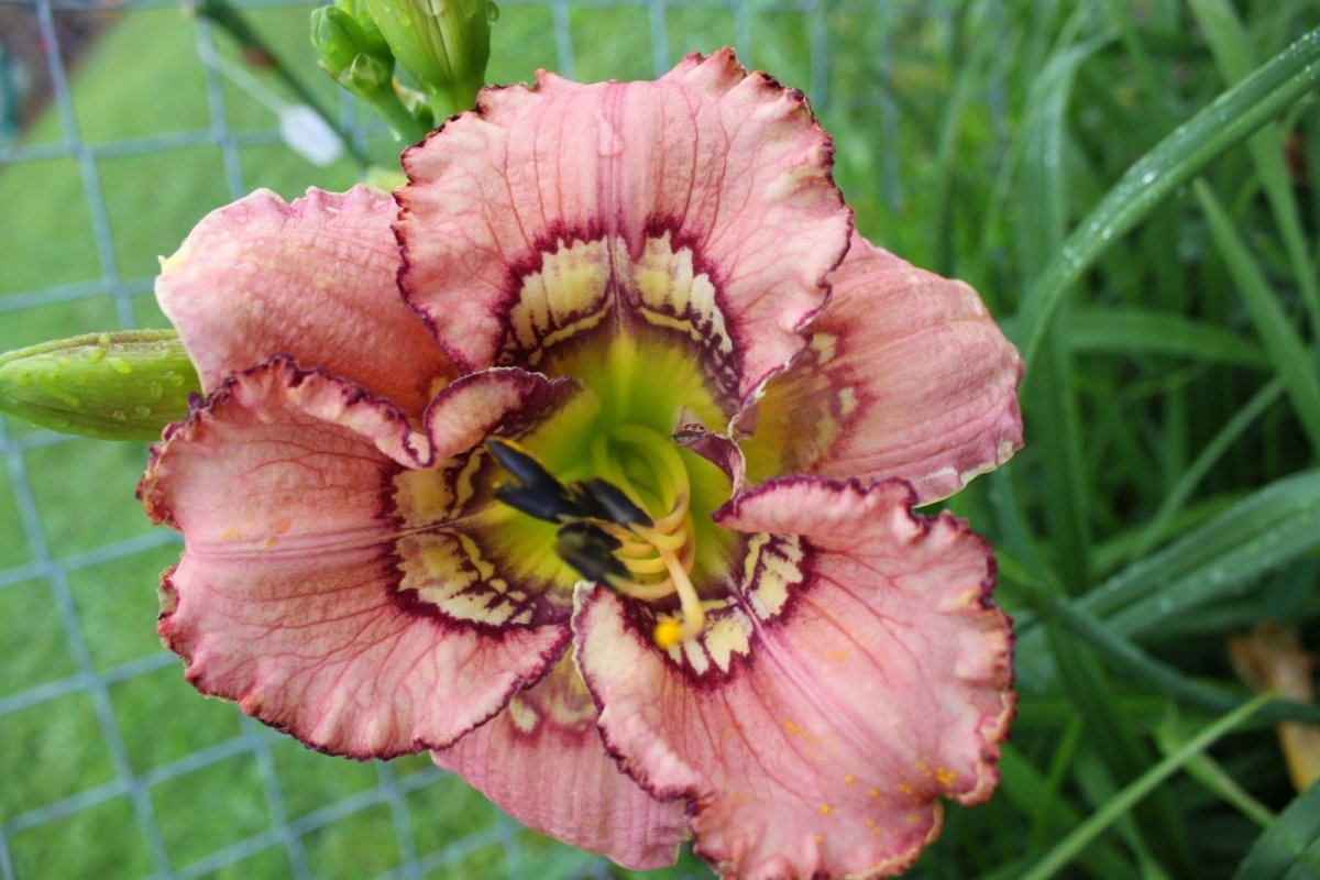 Лилейник Руби Руби