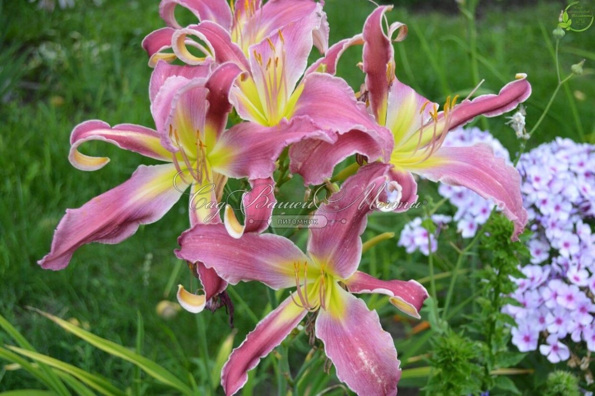 Лилейник Экзотик Спайдер