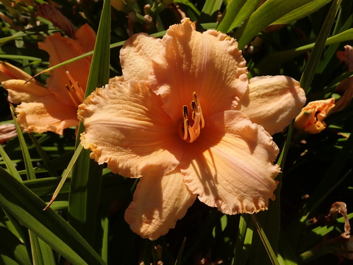 Лилейник Fitzasaurus