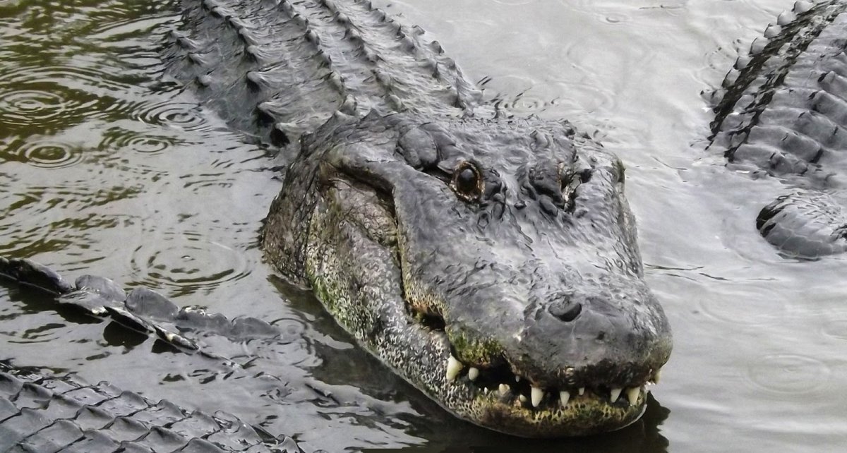 Нильский и гребнистый крокодил