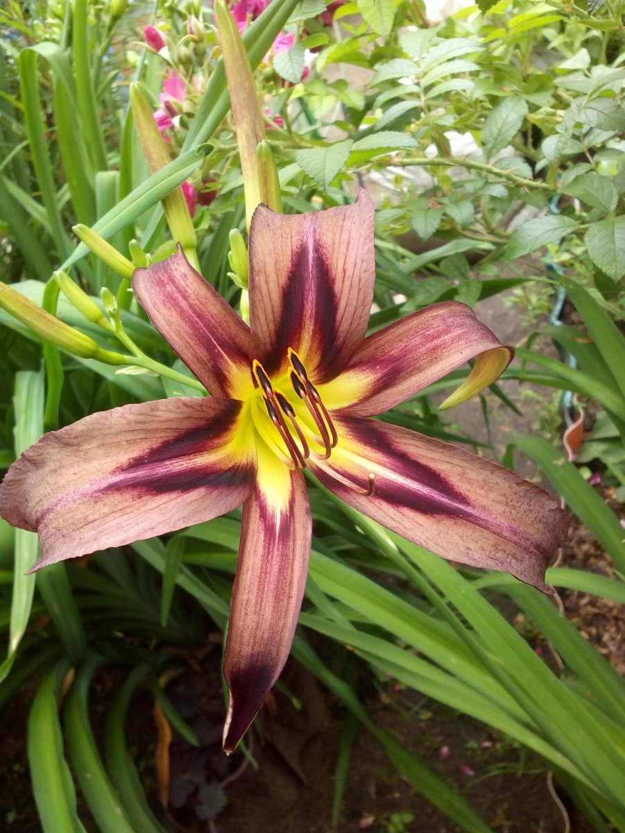 Лилейник 'exotic Spider'