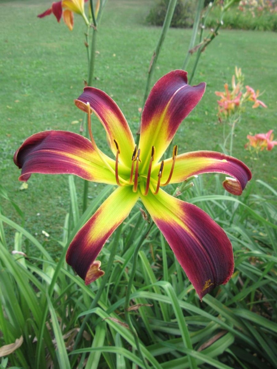 Лилейник Вильсон Спайдер