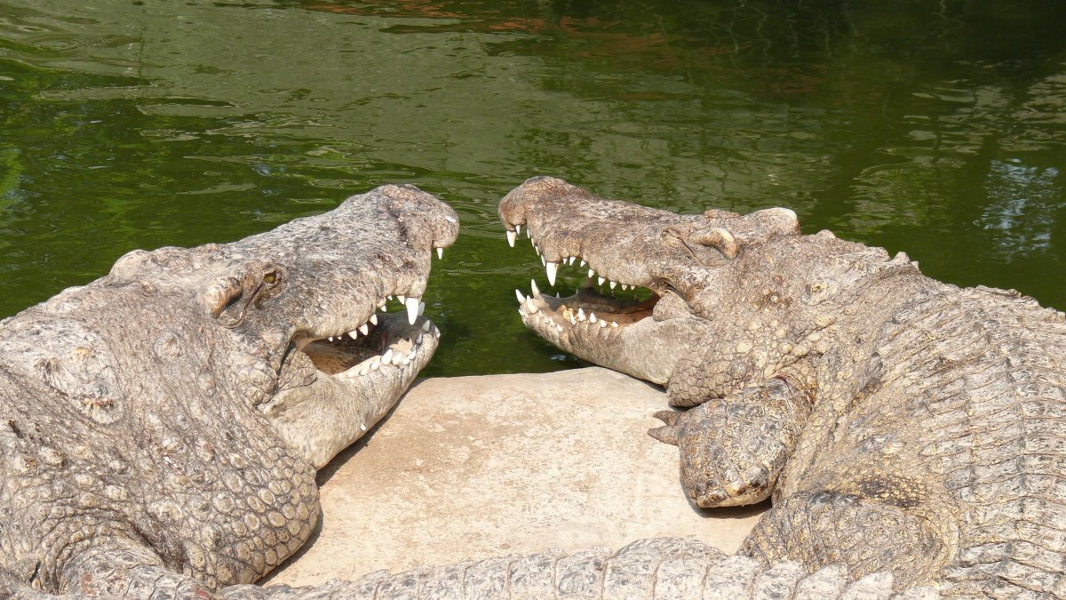 Крокодил смеется