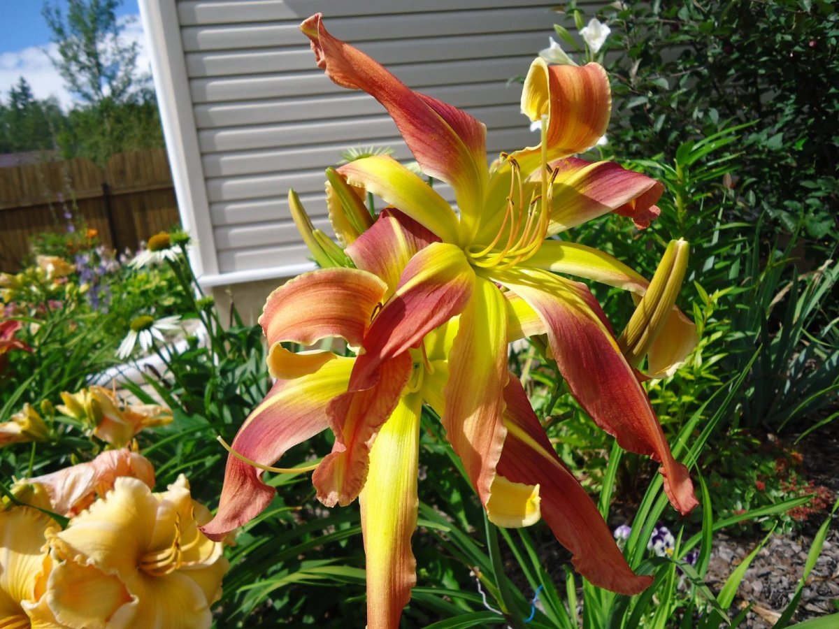 Лилейник фри Вилин