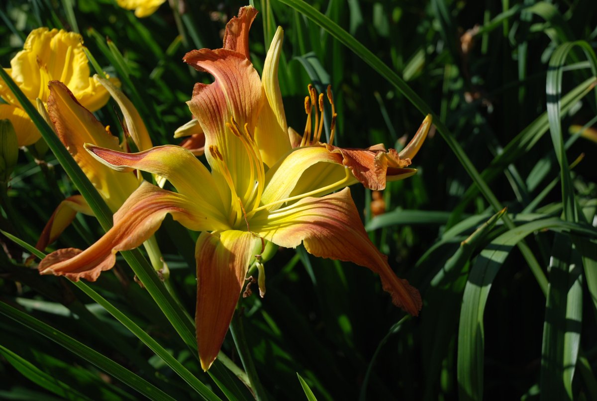 Cheiracanthium Lawrence