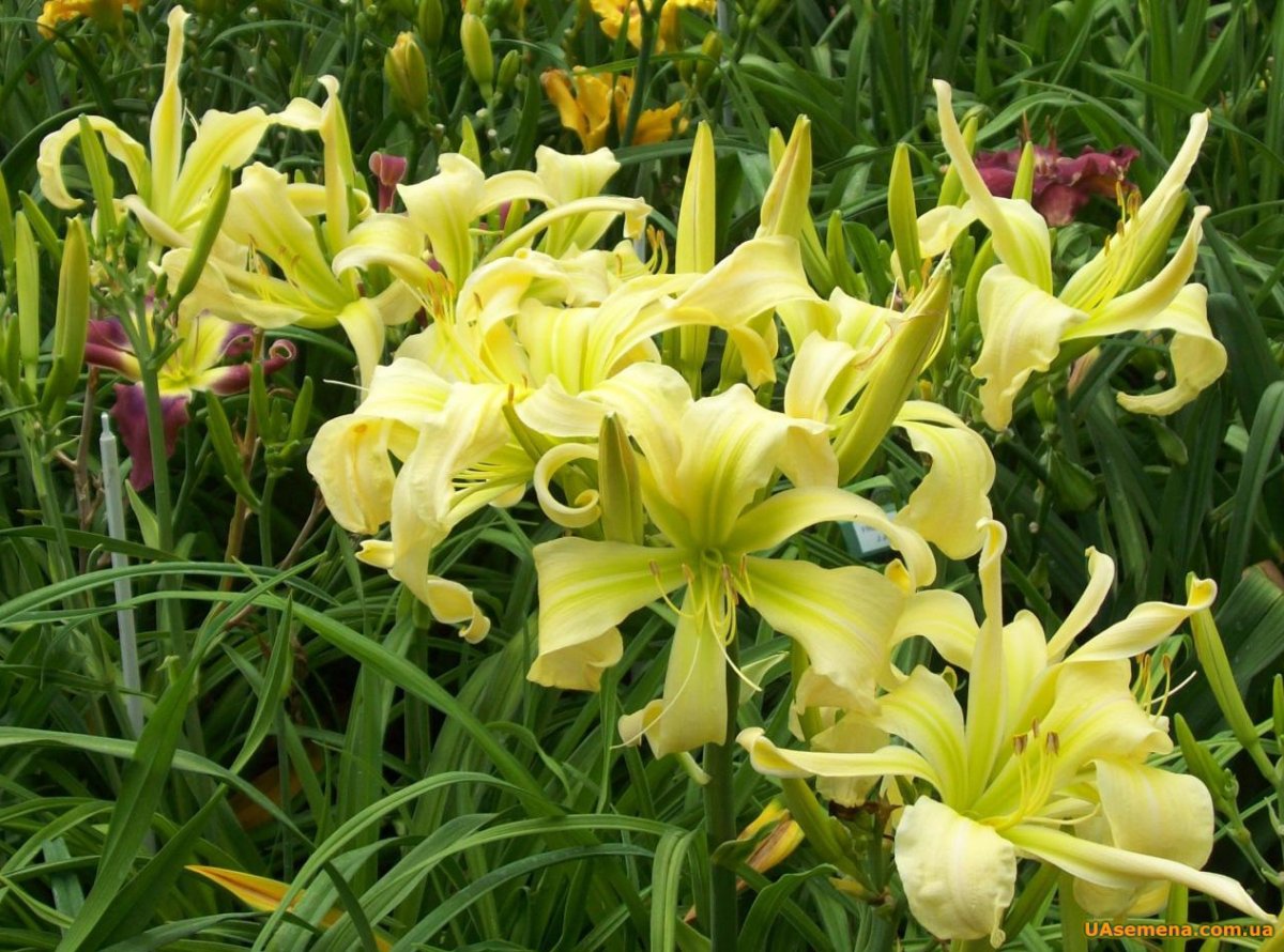 Лилейник Спайдер