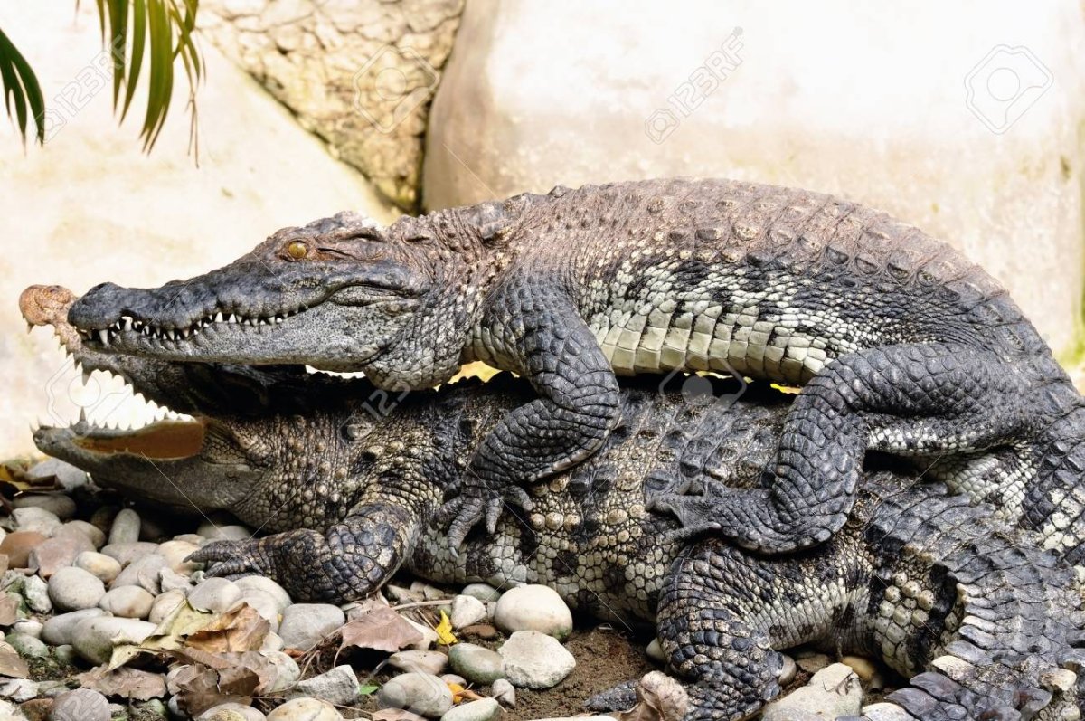 Аллигатор спаривается