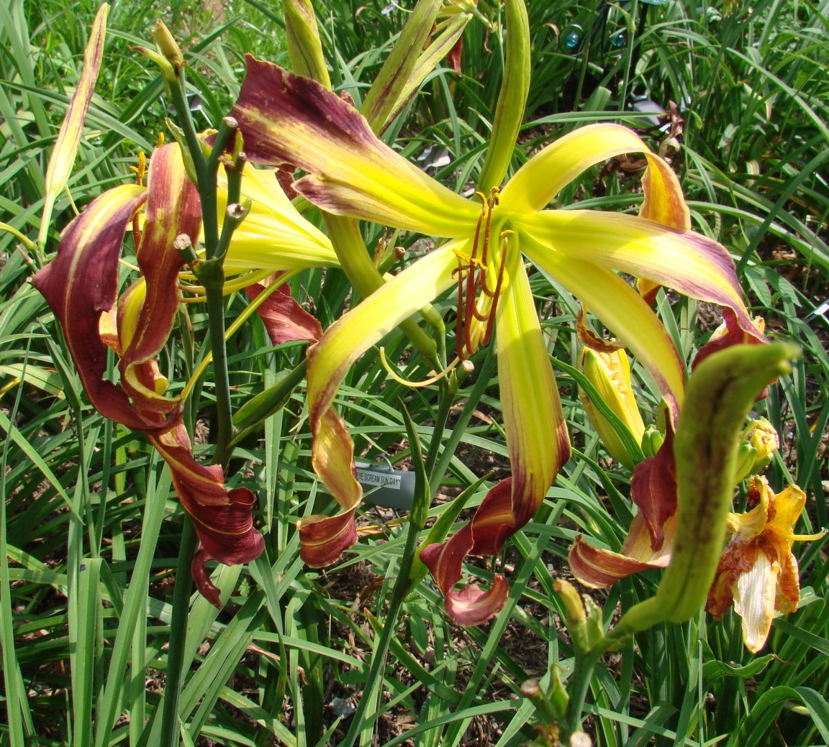 Лилейник Pink super Spider