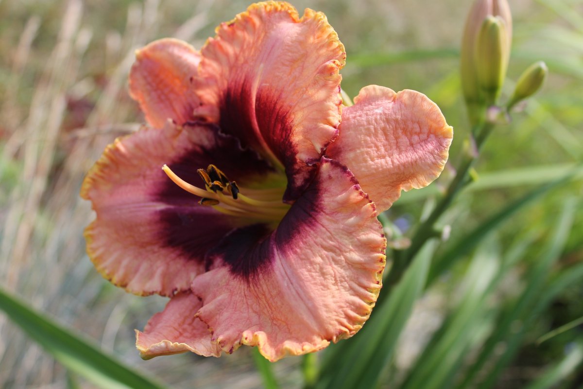 Лилейник-Спайдер Блэк Эрроухэд