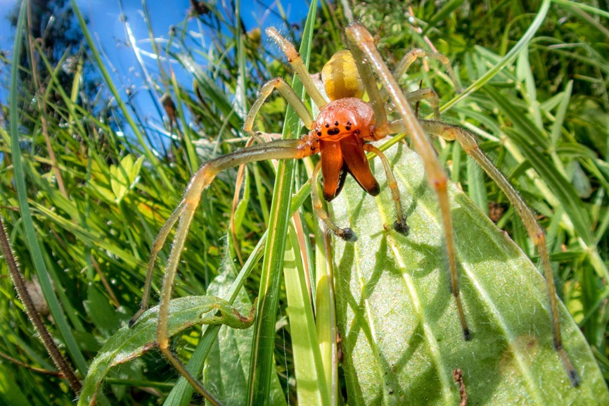 Heavenly Twister лилейник