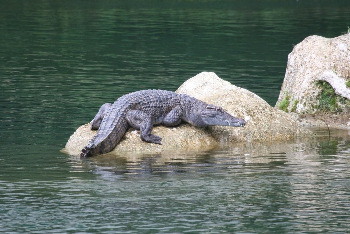 Пейзаж с крокодилом