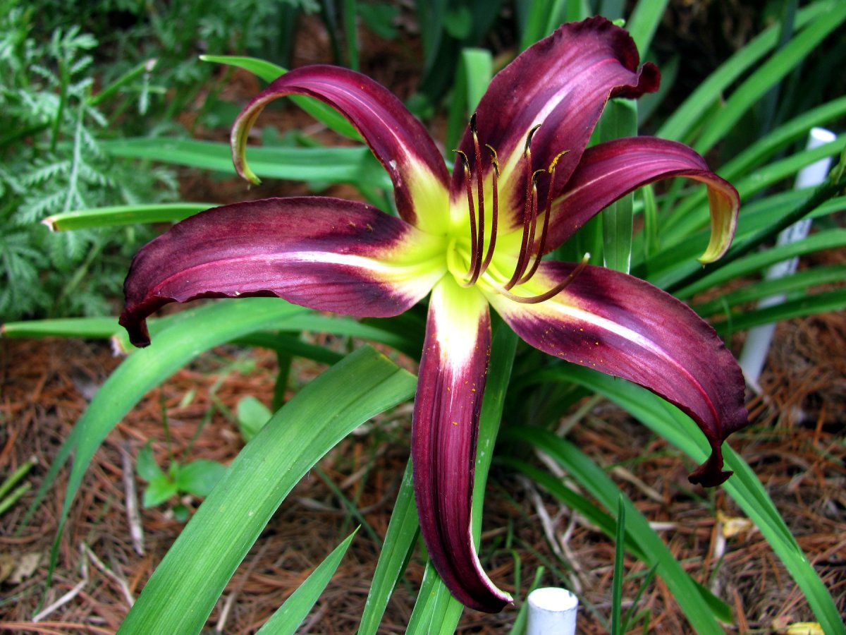 Лилейник индиго Раффлс