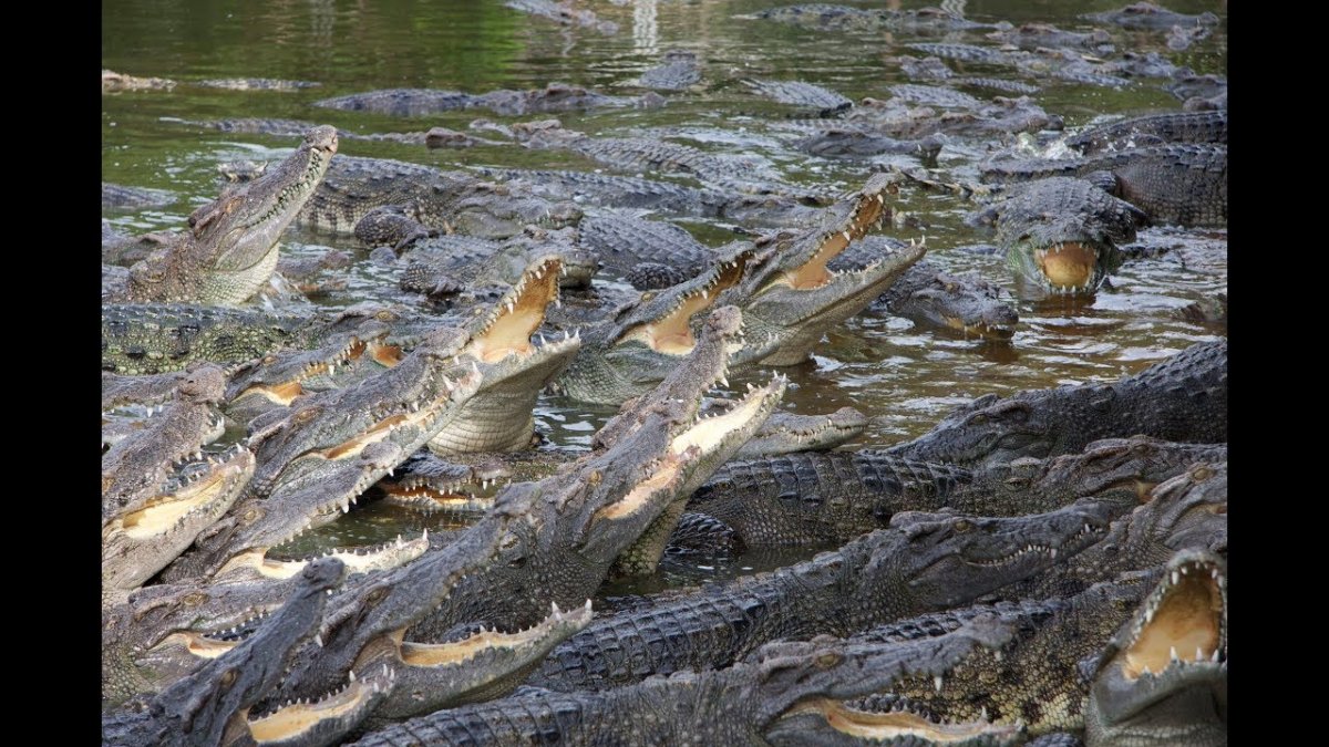 Река Лимпопо кишит крокодилами