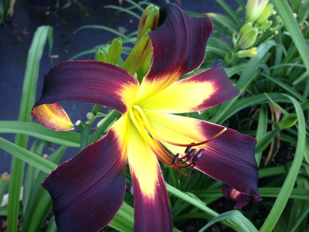 Лилейник неон Фламинго