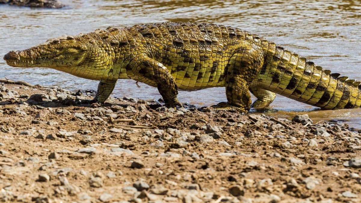 Нил крокодилы Египет