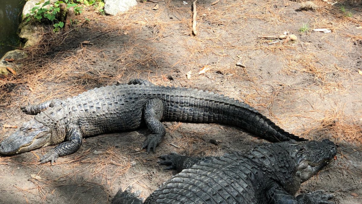 Нильский крокодил обои