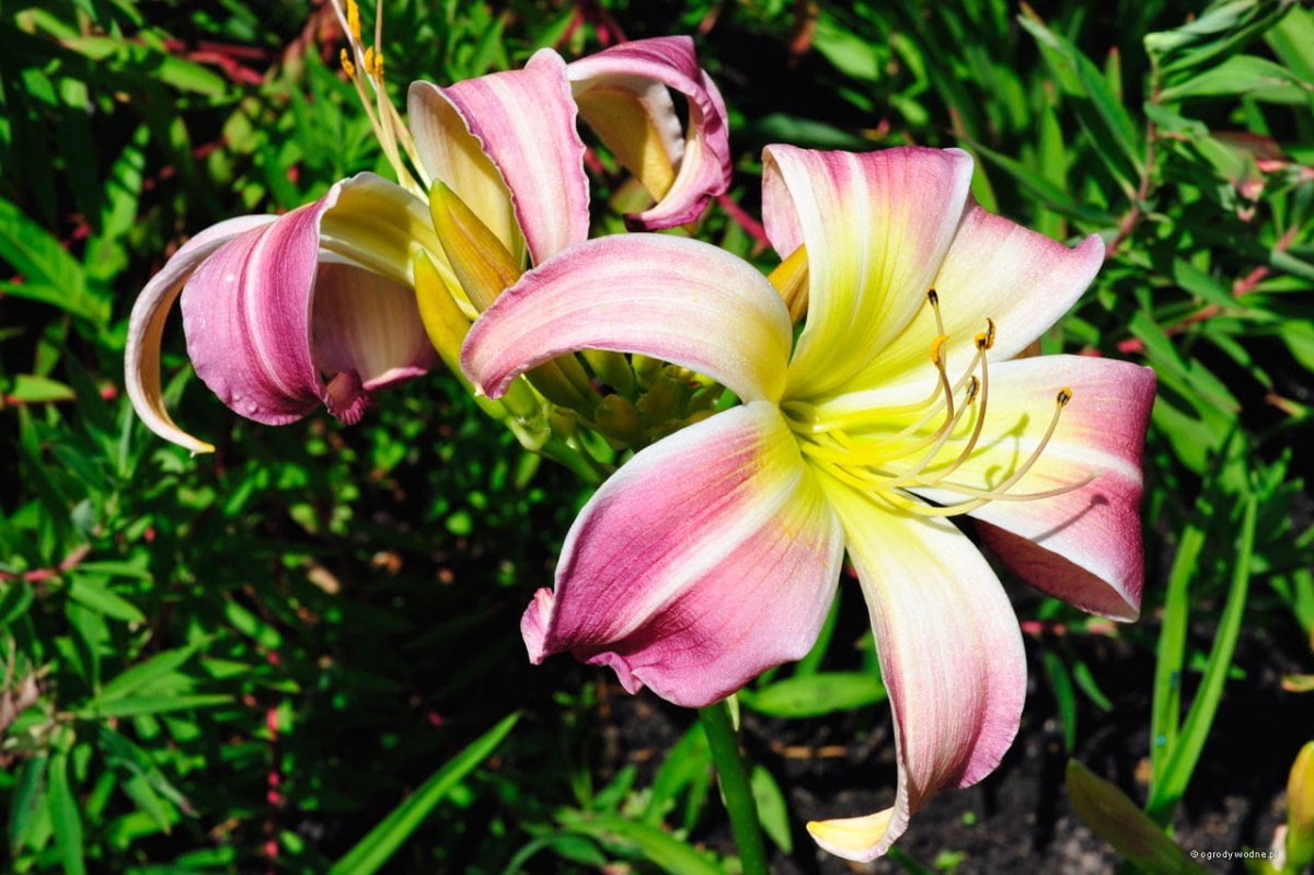 Лилейник Блэк Эрроухэд