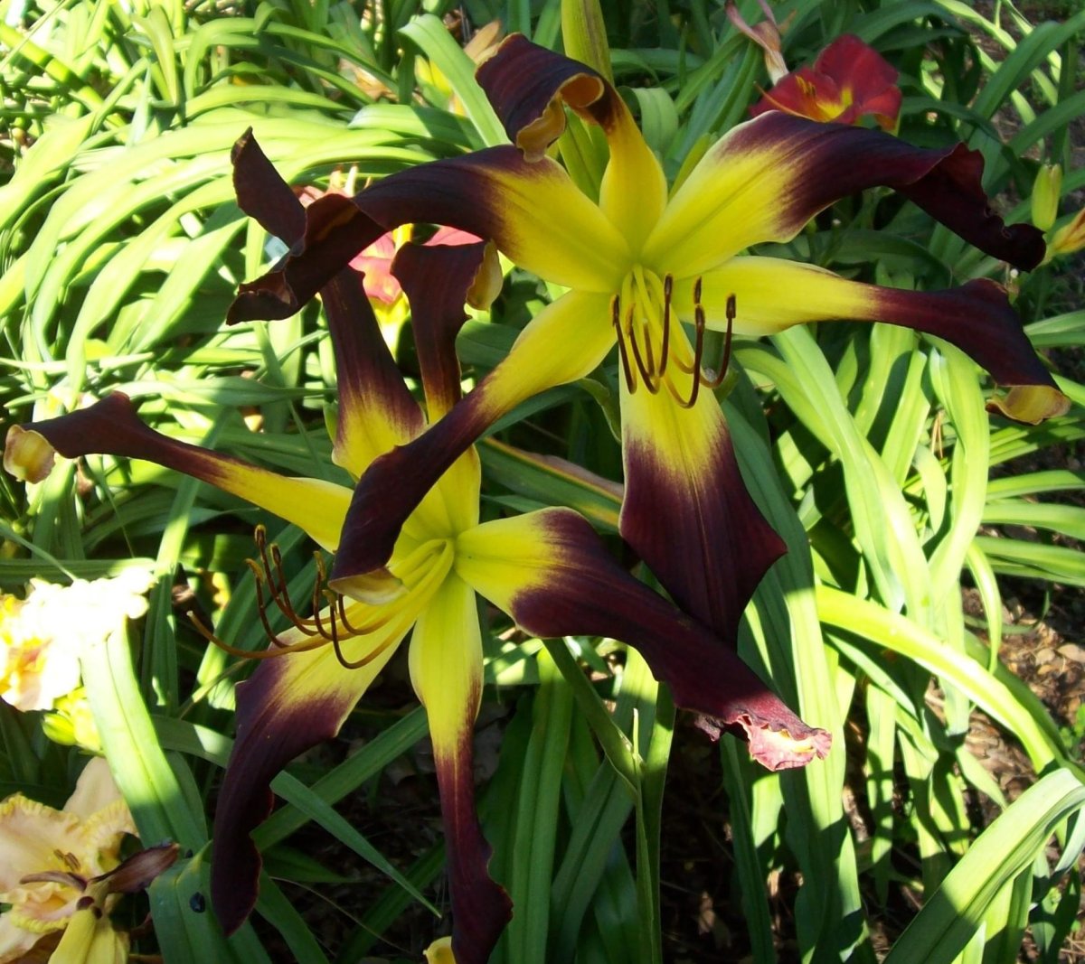 Лилейник орхид корсаж