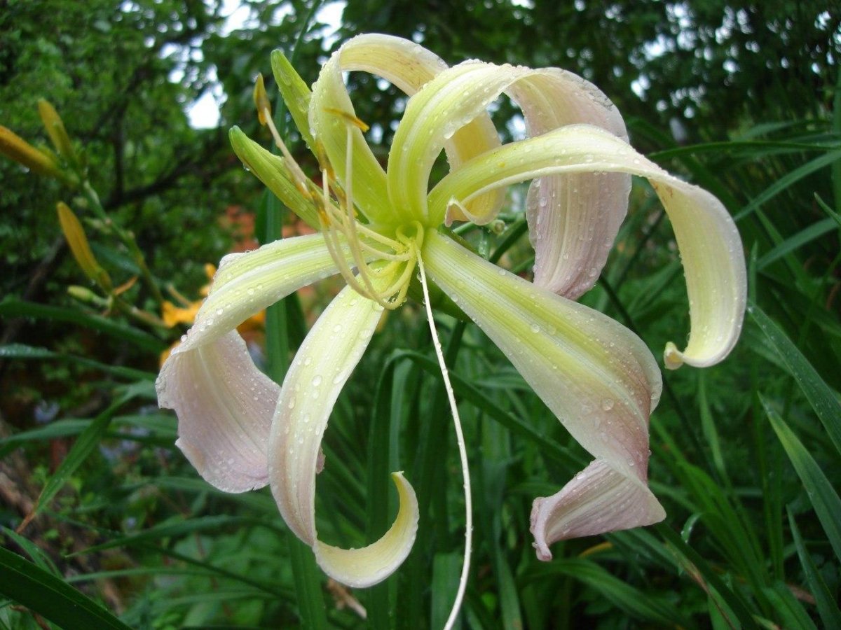 Лилейник Black Panther