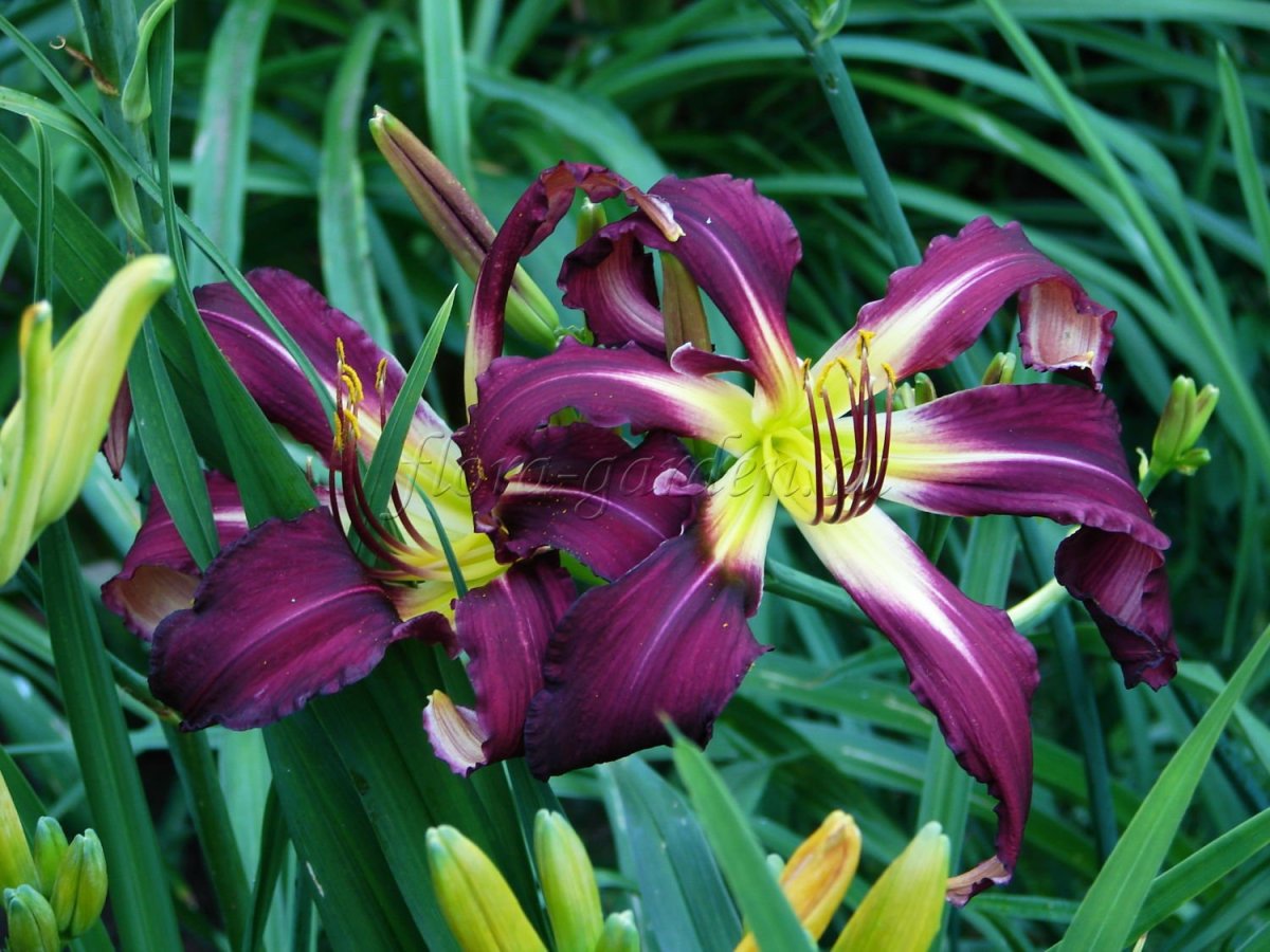 Лилейник Брер Рэббитс бейби