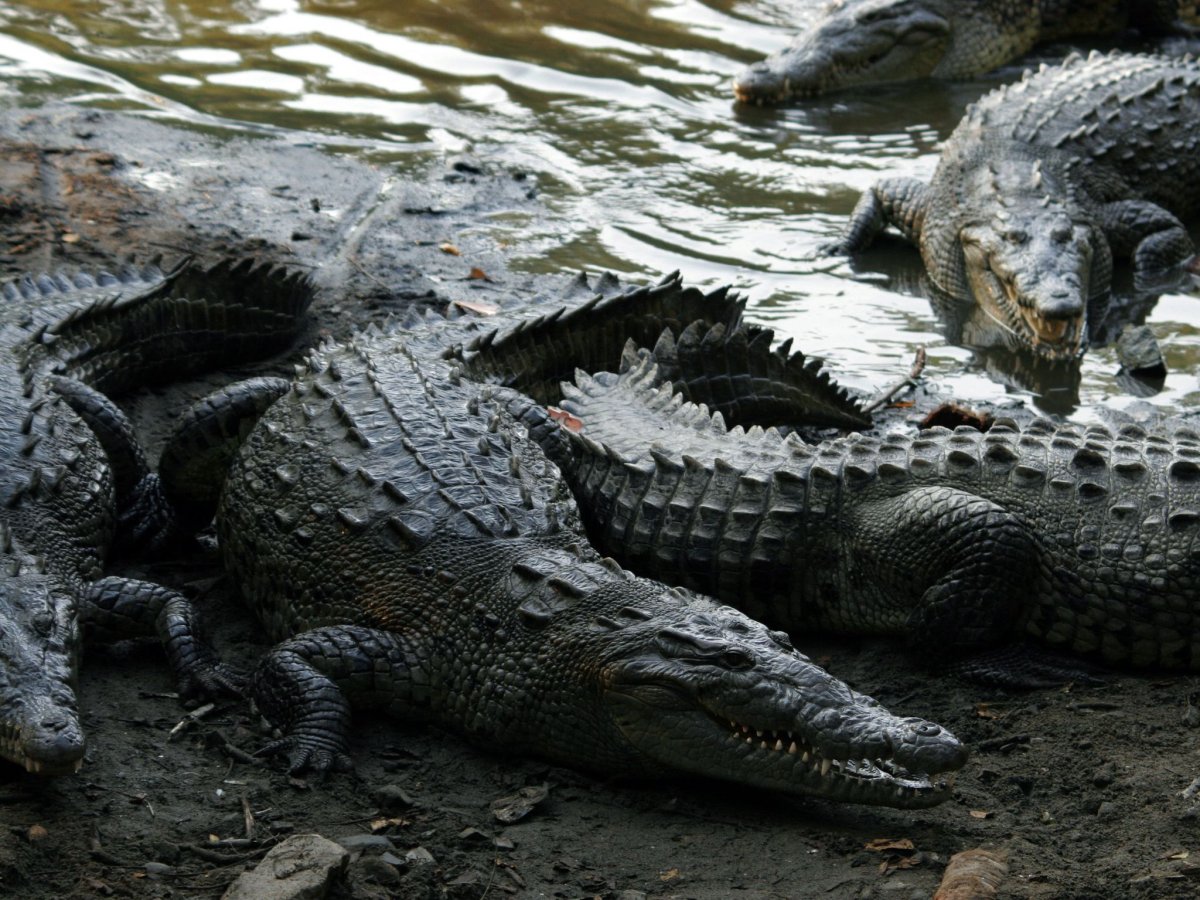 2) Острорылый крокодил (Crocodylus acutus)