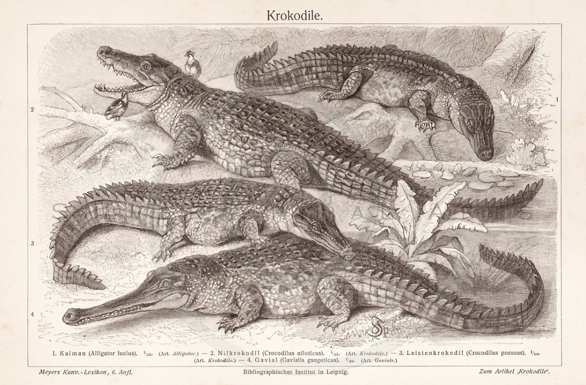 Крокодил гравюра