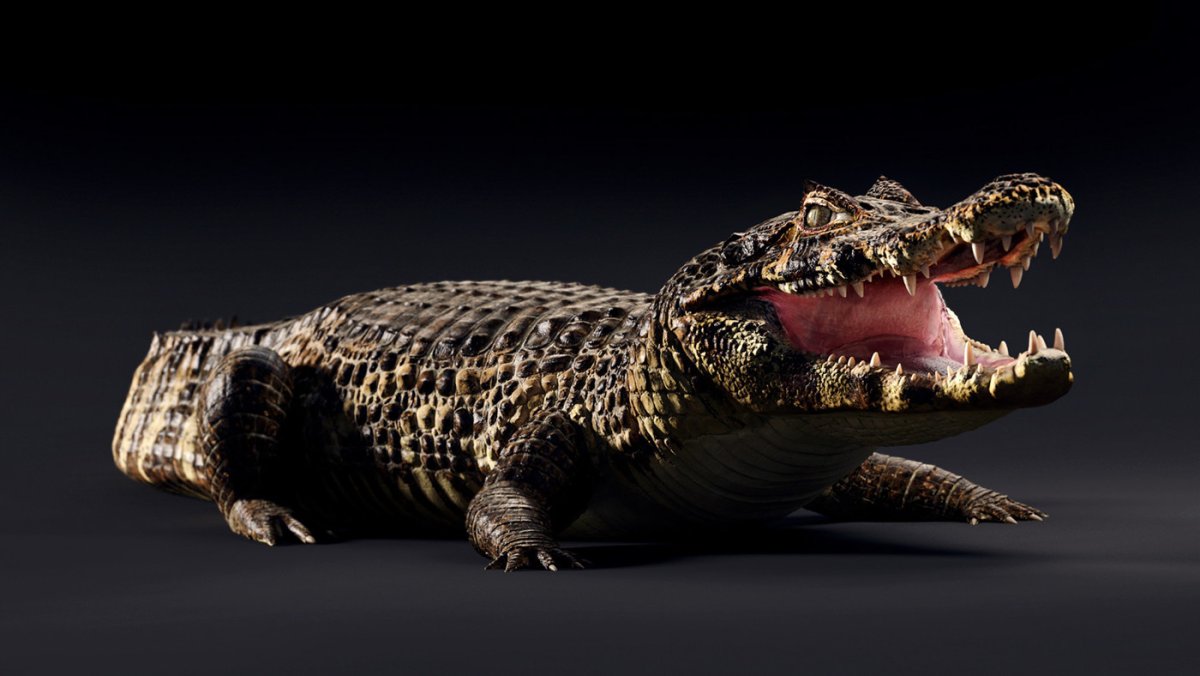 Cayman крокодил