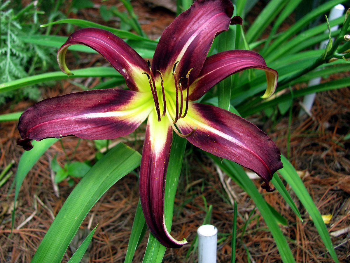 Лилейник гибридный Джордан