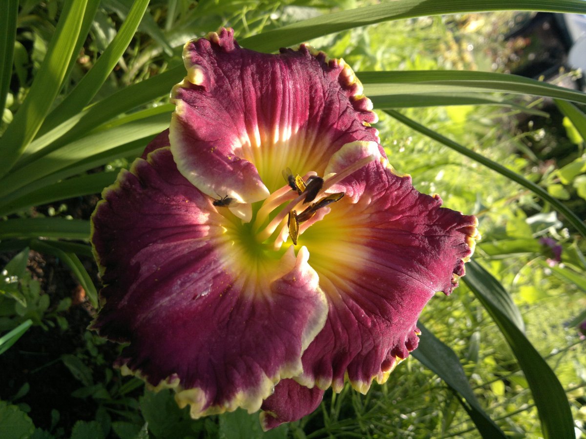 Желтый Тарантул