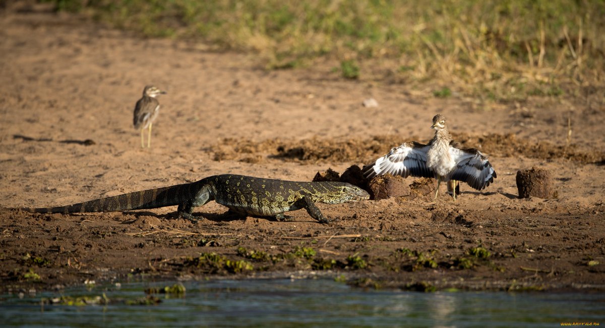 Варан на берегу