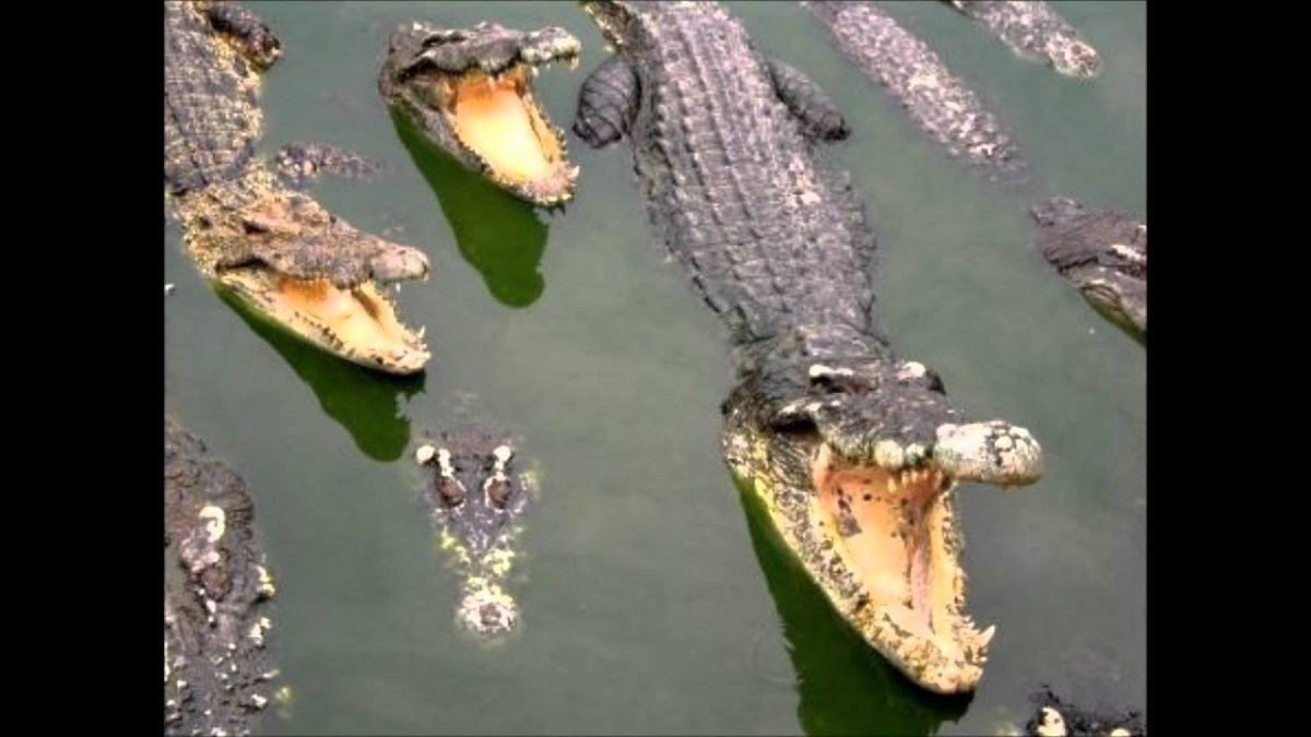 Река Лимпопо кишит крокодилами