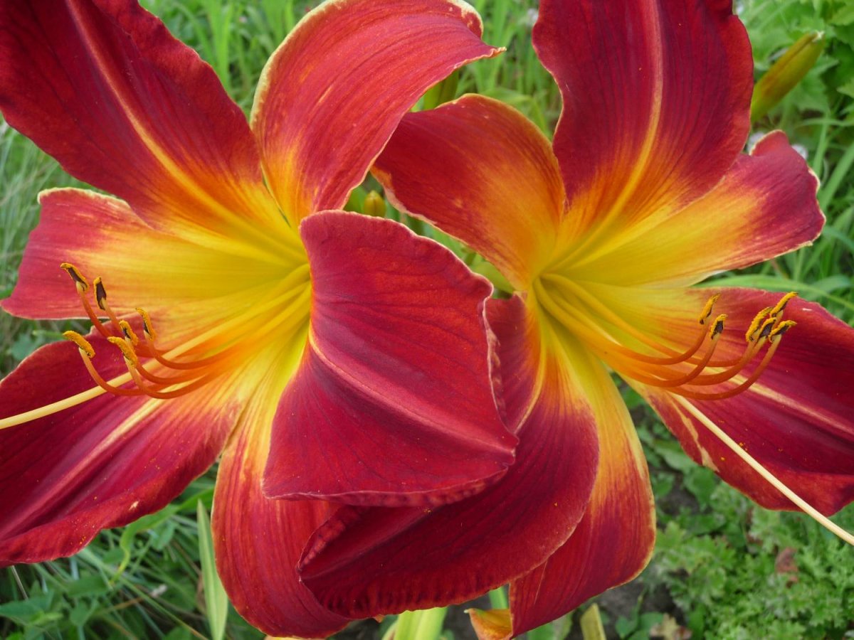 Лилейник гибридный Риббонетт