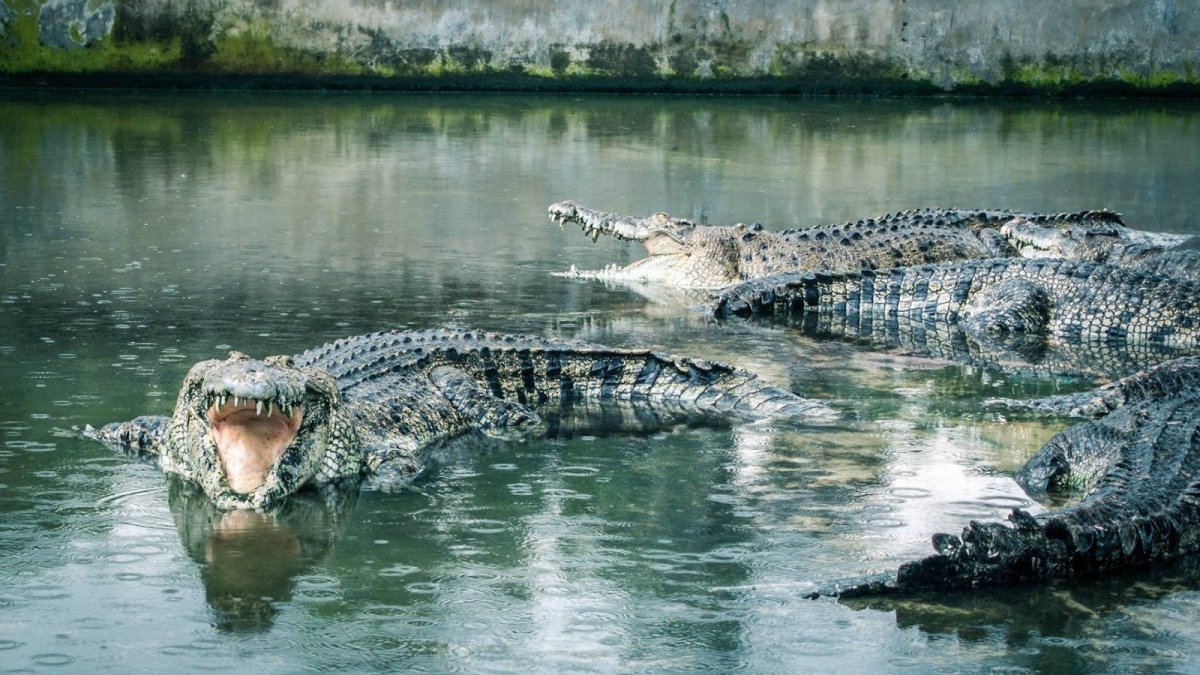 Суматранский крокодил