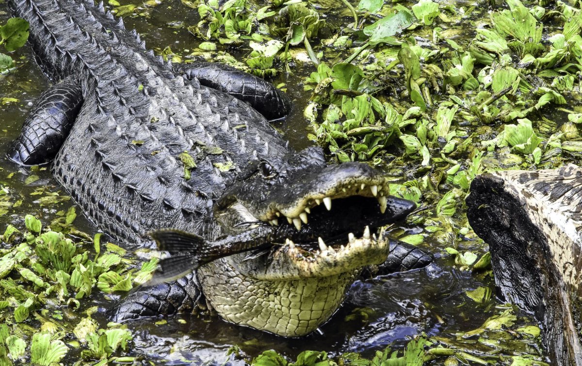 Гавриловский крокодил