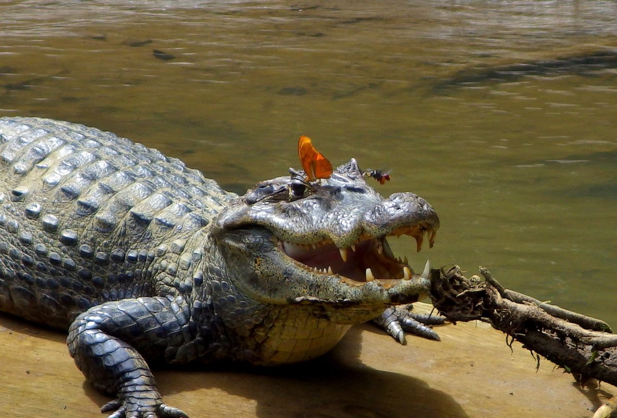 Животное похожее на крокодила