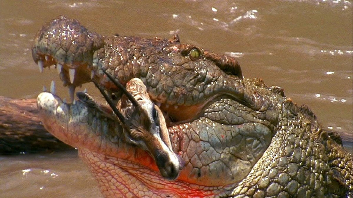 Нильский крокодил нападения