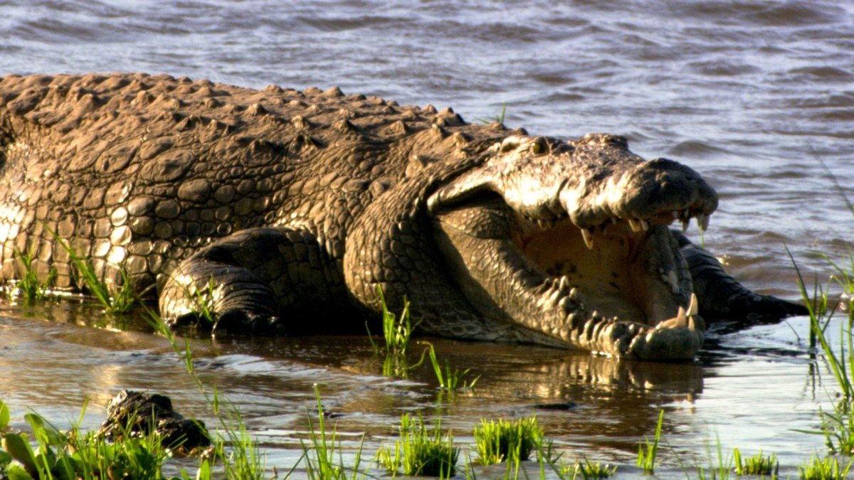Озеро Танганьика крокодилы