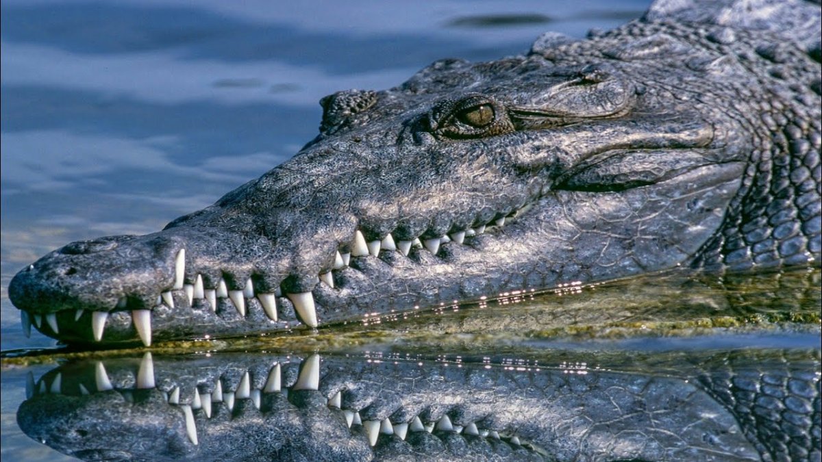 Голос крокодила