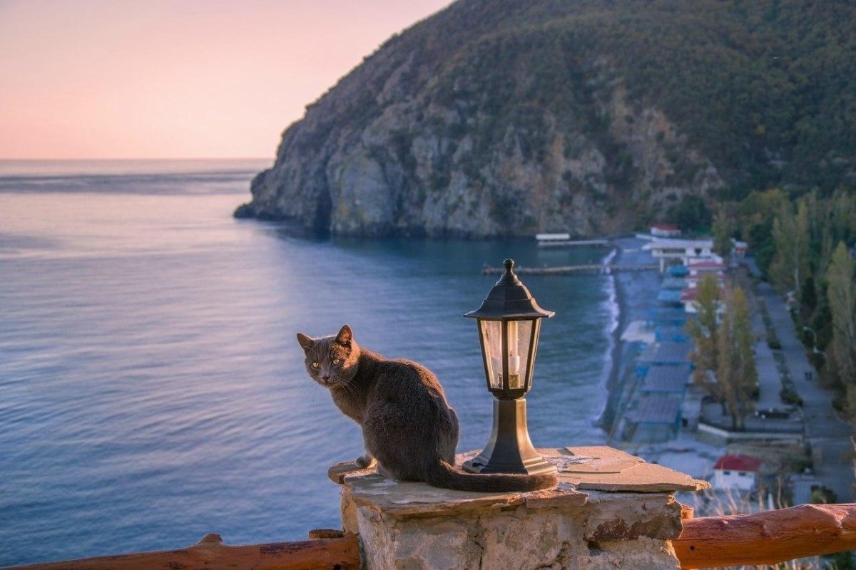 Новогодний кот