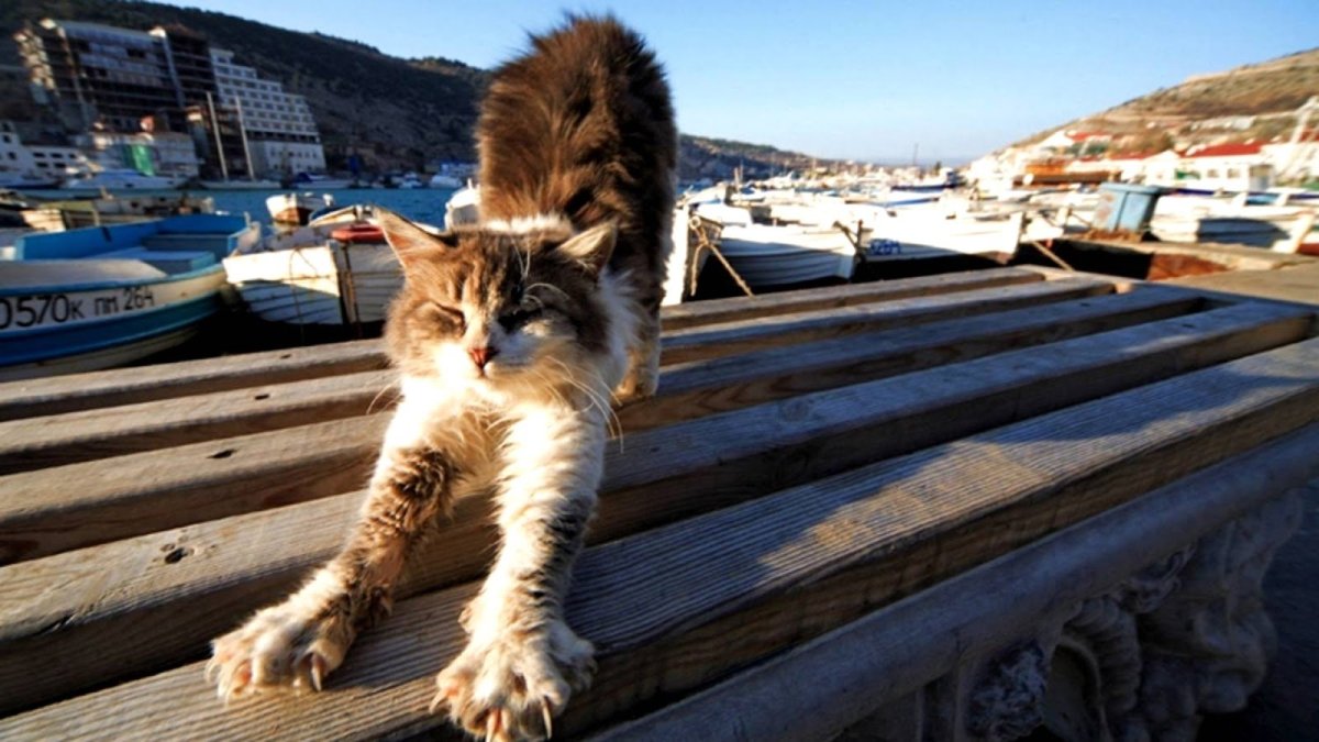 Коты в Балаклаве