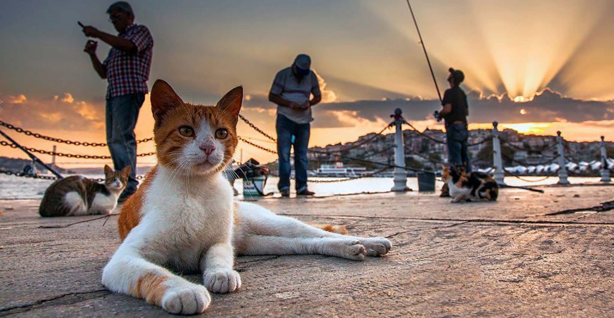 Коты Севастополь