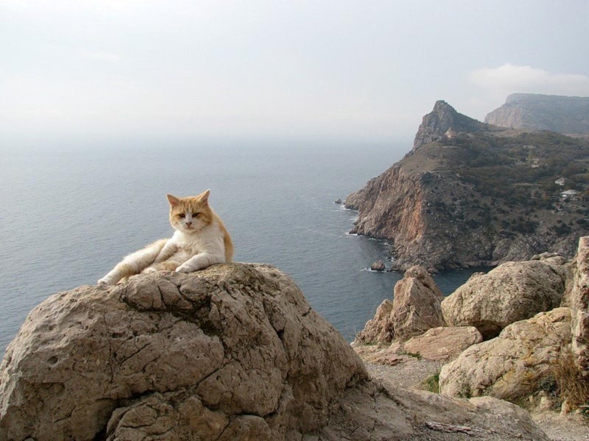 Балаклава Крым коты