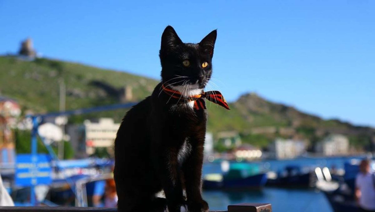 Балаклава для кота из носка