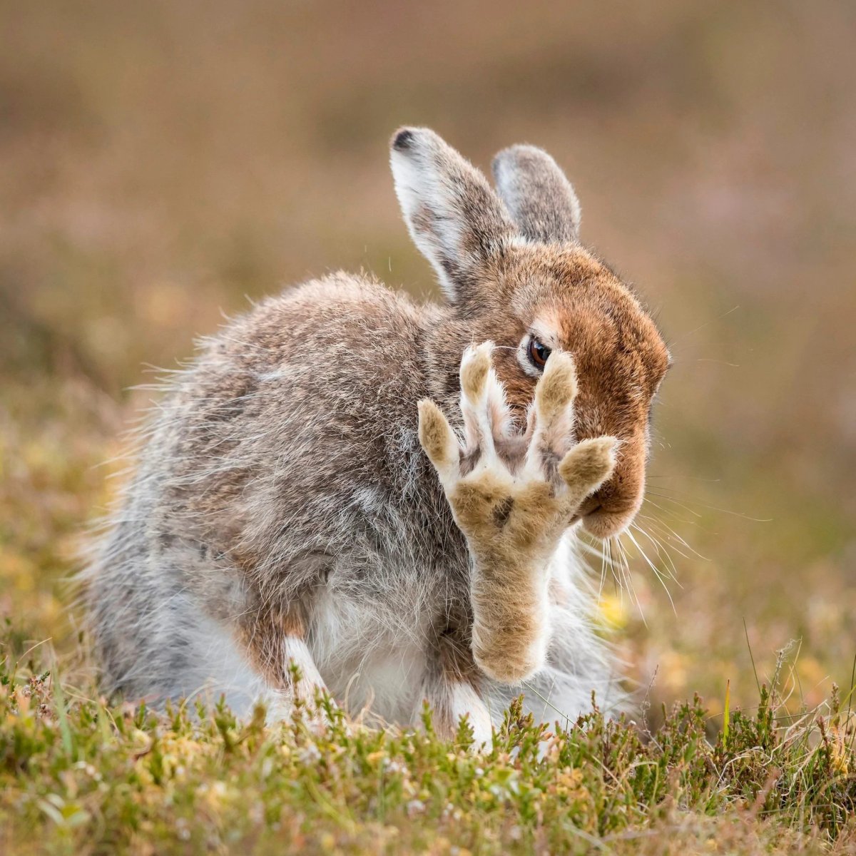 Заяц Русак на задних лапах