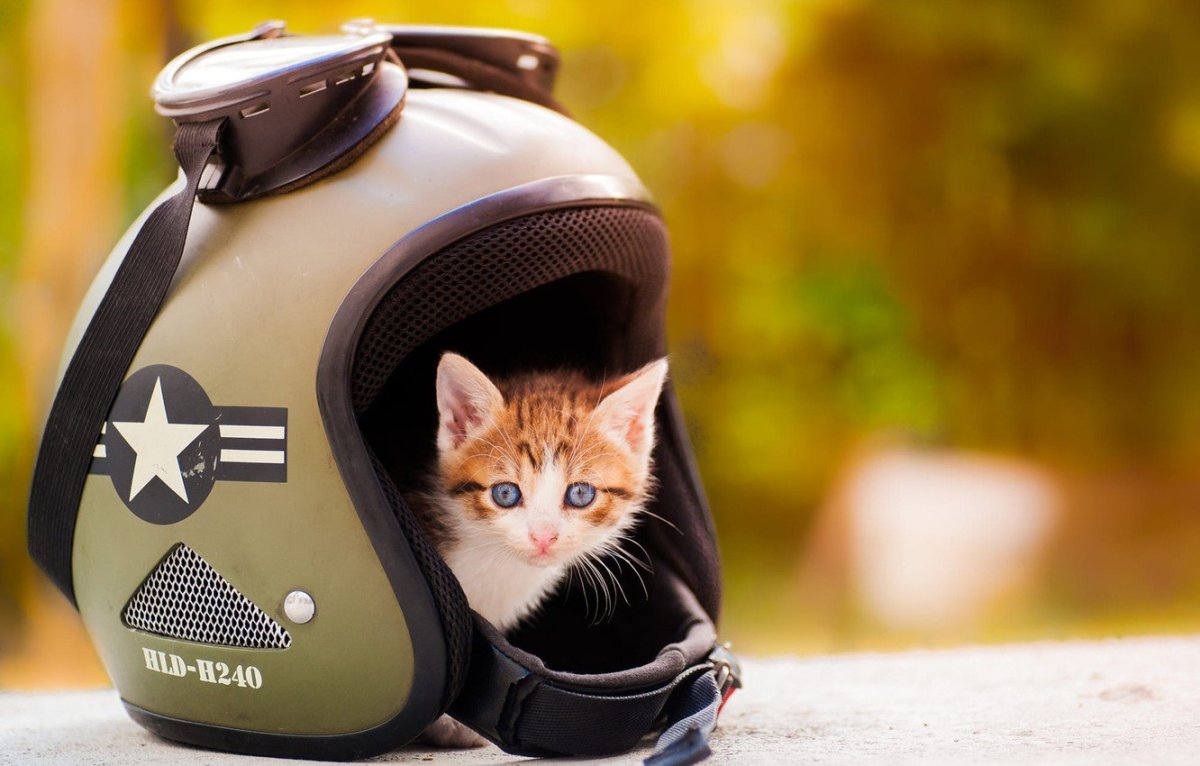 Кот в маске от коронавируса