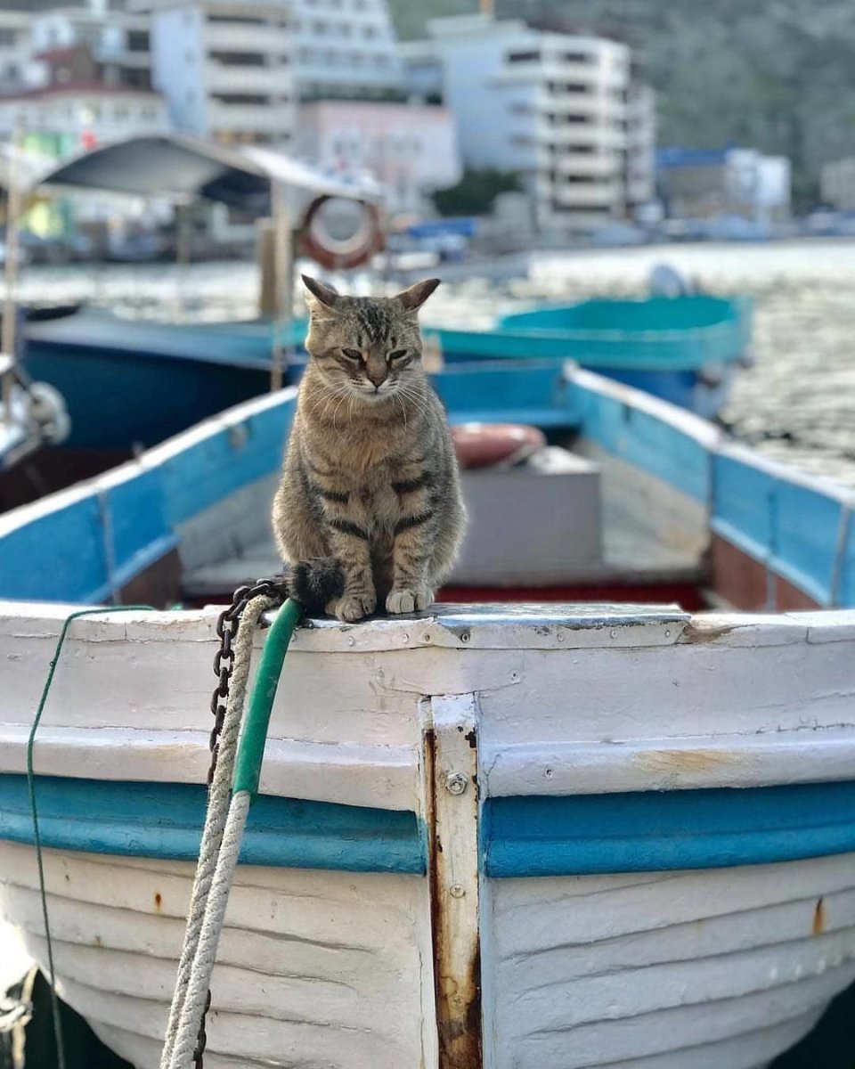 Человек с головой кота