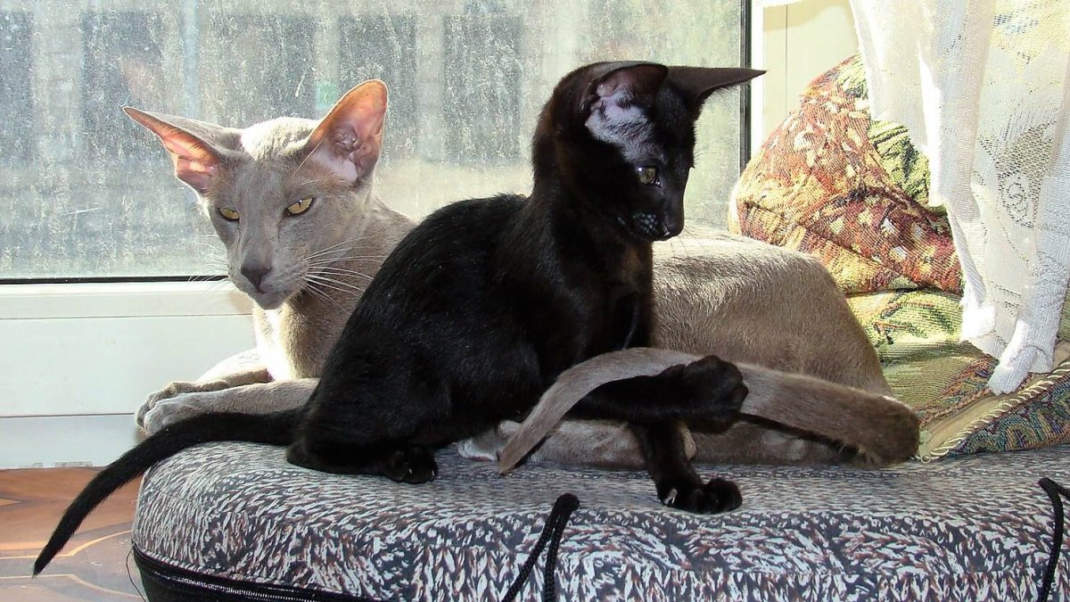 Сиамо-ориентальные кошки