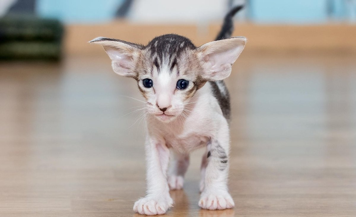 Кошка Ориентал котенок