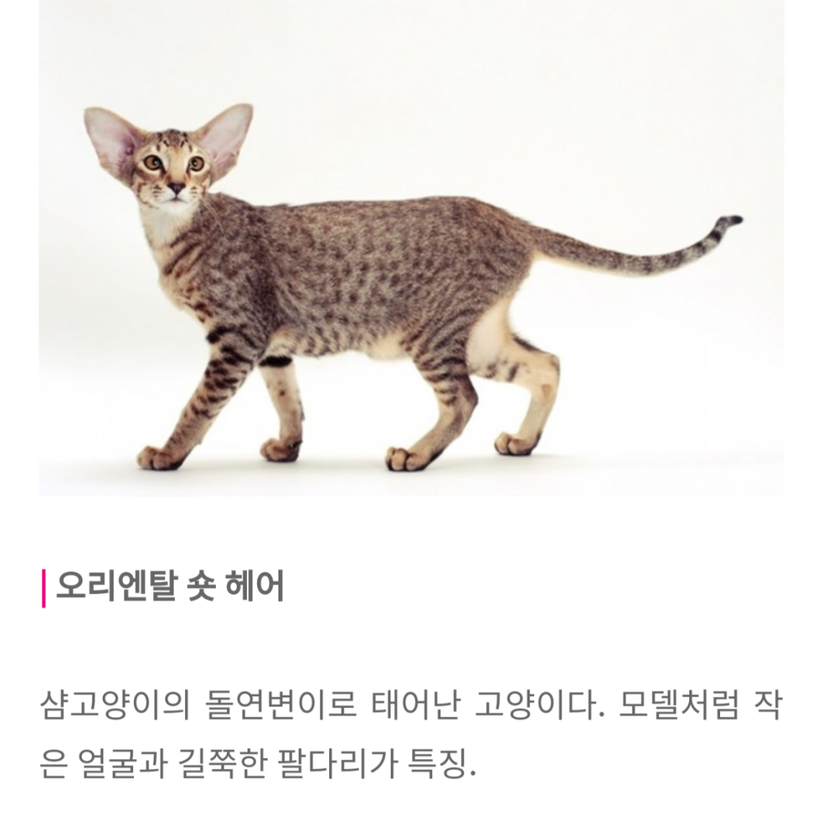 Ориентальный бобтейл